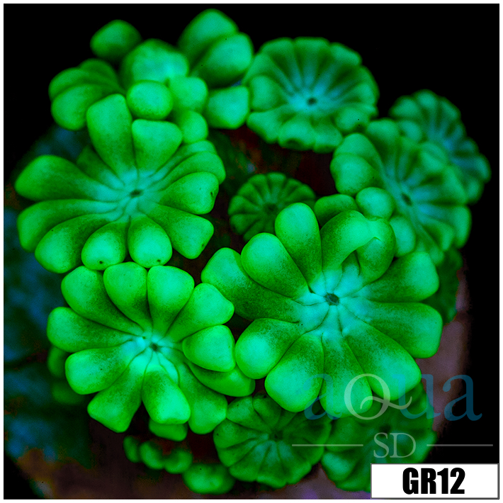 Green Petals Alveopora