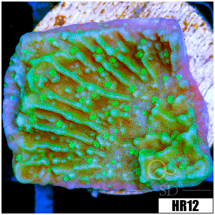 Nuclear Montipora