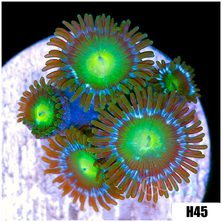 Dragon Eyes Zoanthids