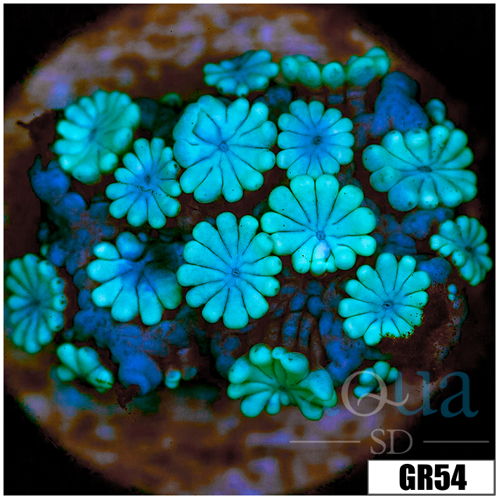 Ice Alveopora