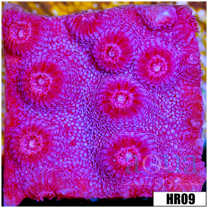 Grape Cyphastrea
