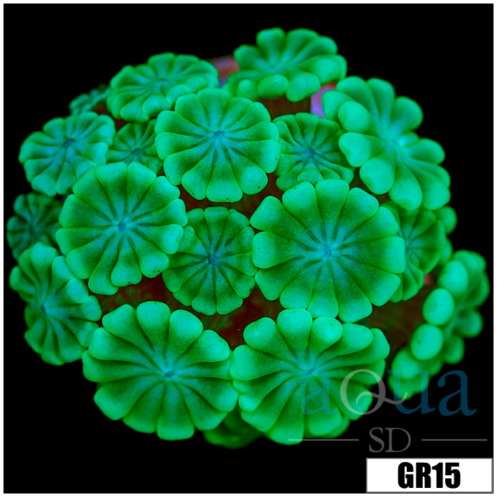 Green Petals Alveopora