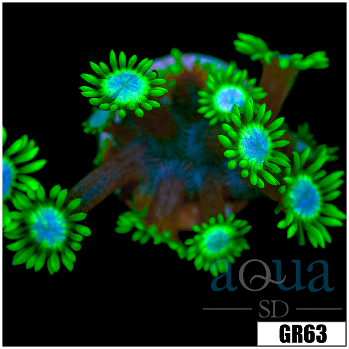 Neon Star Goniopora