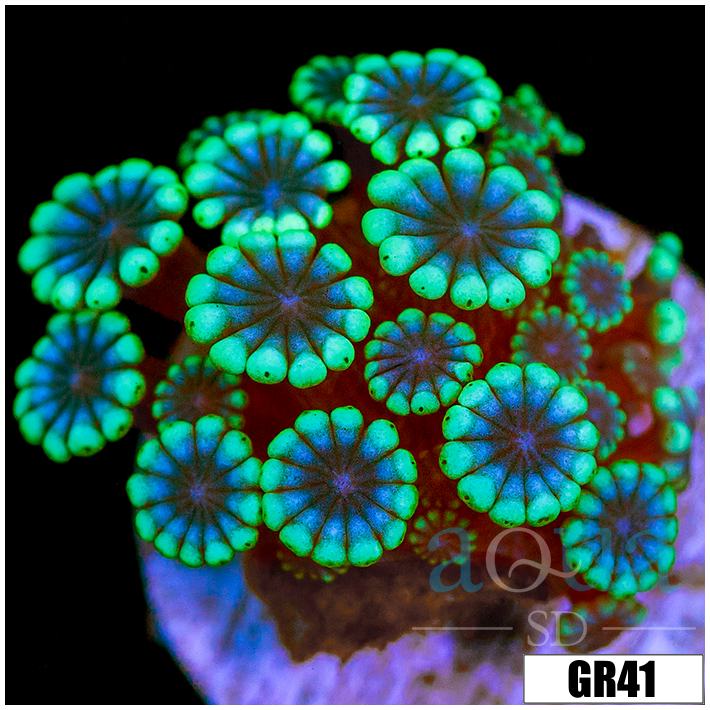 Green Petals Alveopora