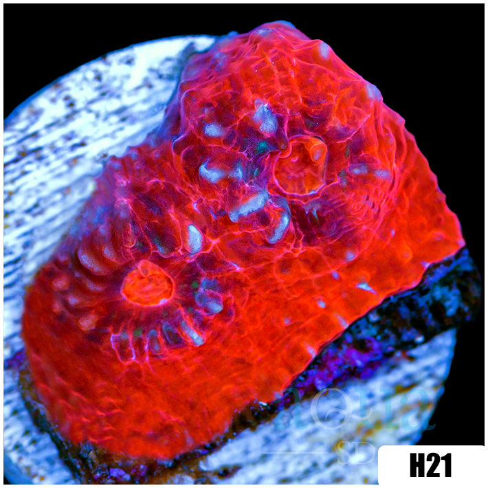 ASD Peppermint Afterburner Chalice