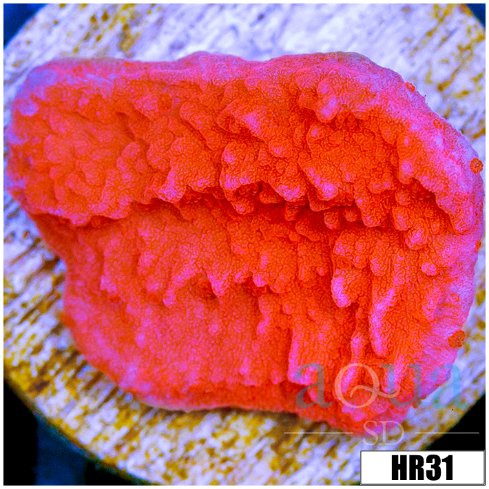Orange Plating Monti