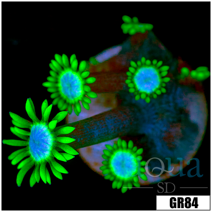 Neon Star Goniopora