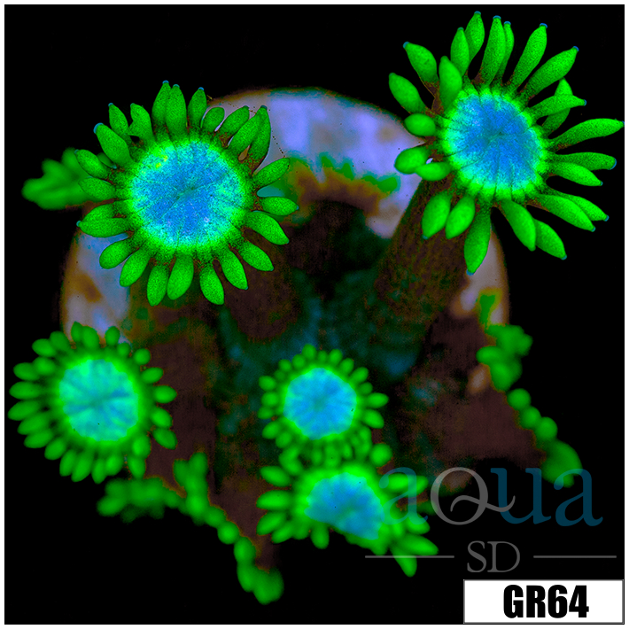 Neon Star Goniopora