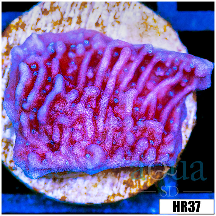 Purple Haze Monti
