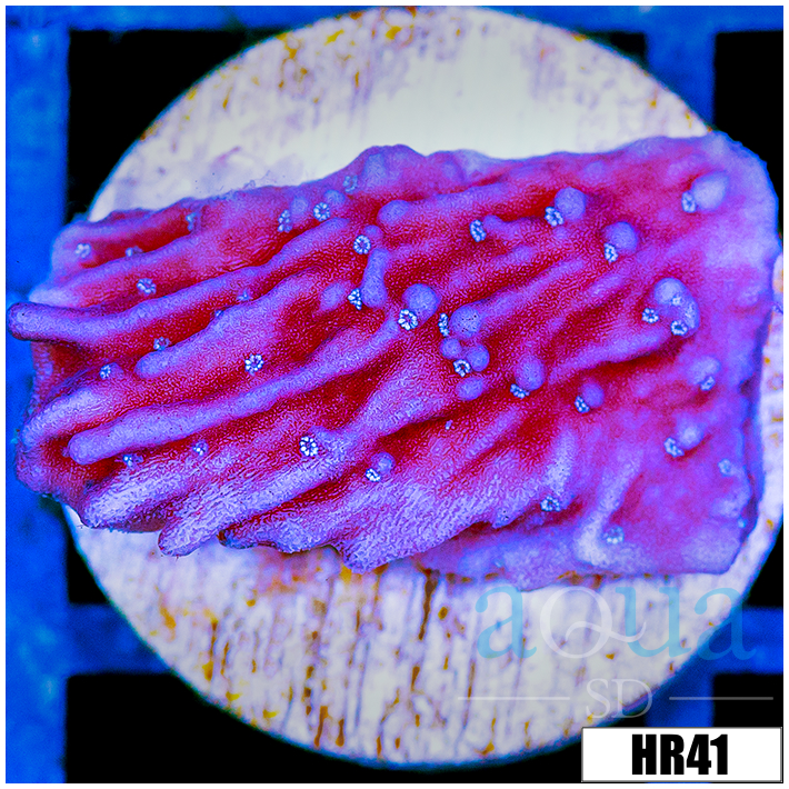 Purple Haze Monti