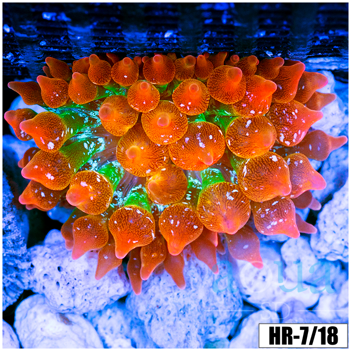 ASD Rainbow Bubble Tip Anemone
