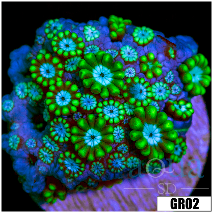 Green Petals Alveopora
