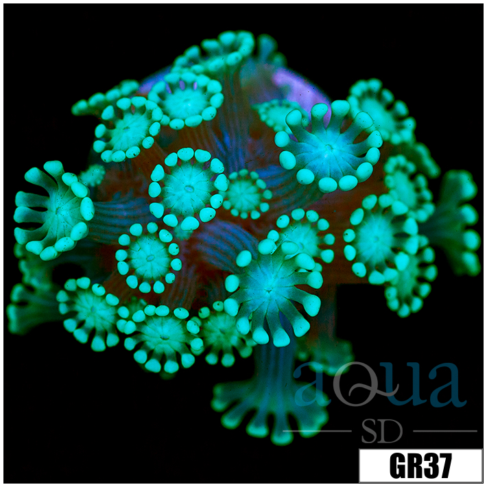 Green Petals Alveopora