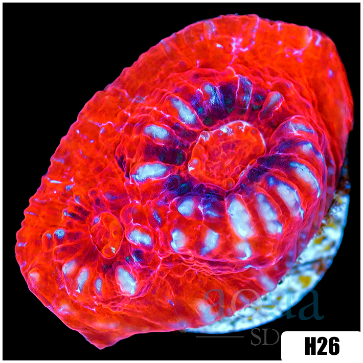 ASD Peppermint Afterburner Chalice