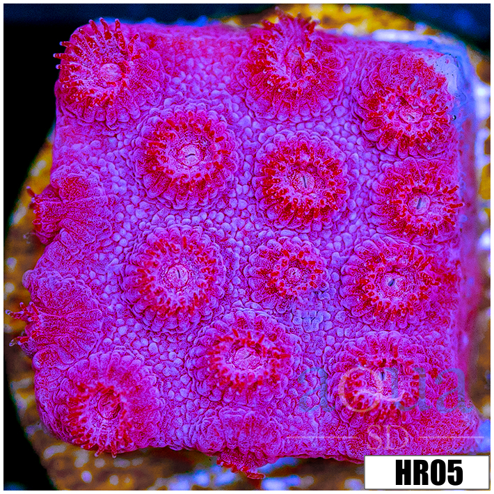 Grape Cyphastrea