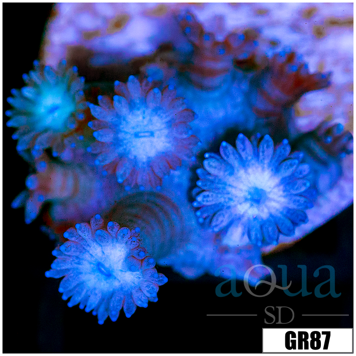 Shadow Goniopora