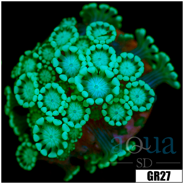 Green Petals Alveopora