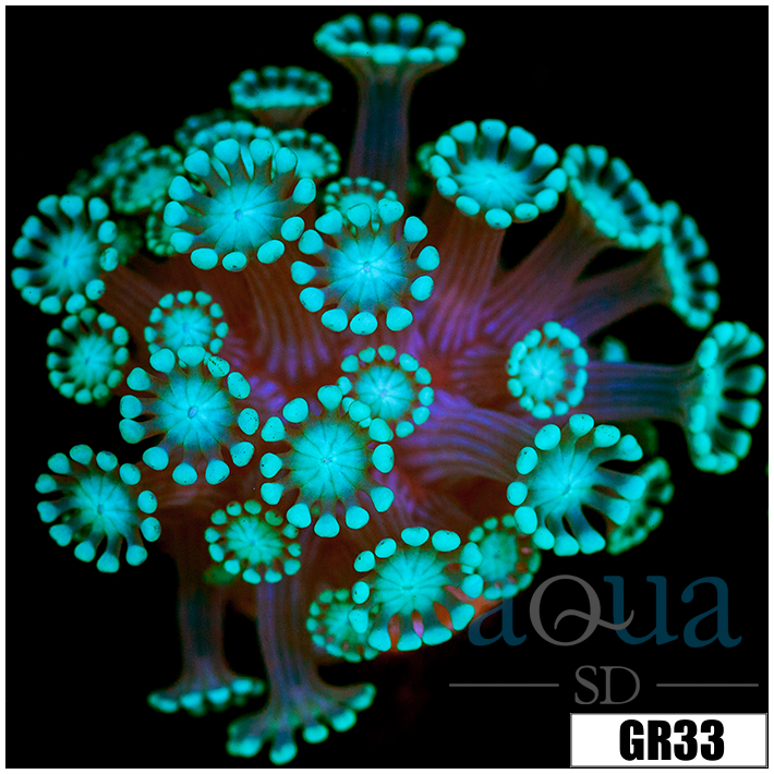 Green Petals Alveopora