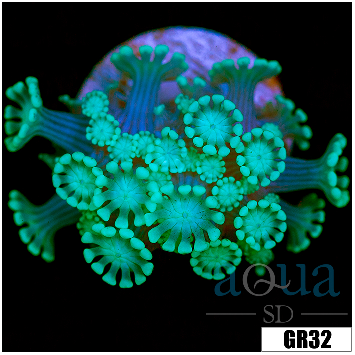 Green Petals Alveopora