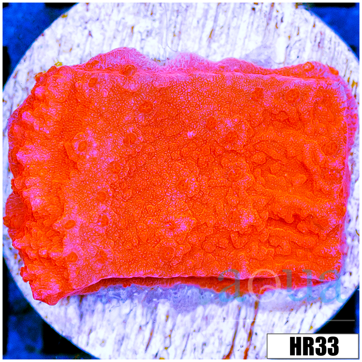 Orange Plating Monti
