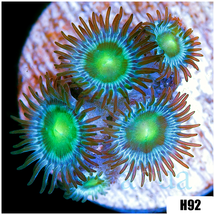 Dragon Eyes Zoanthids