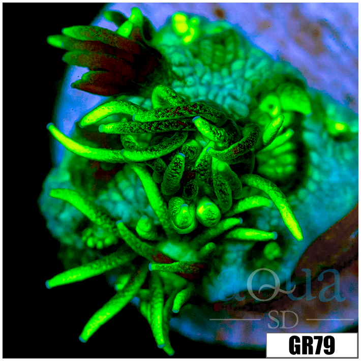 Neon Star Goniopora
