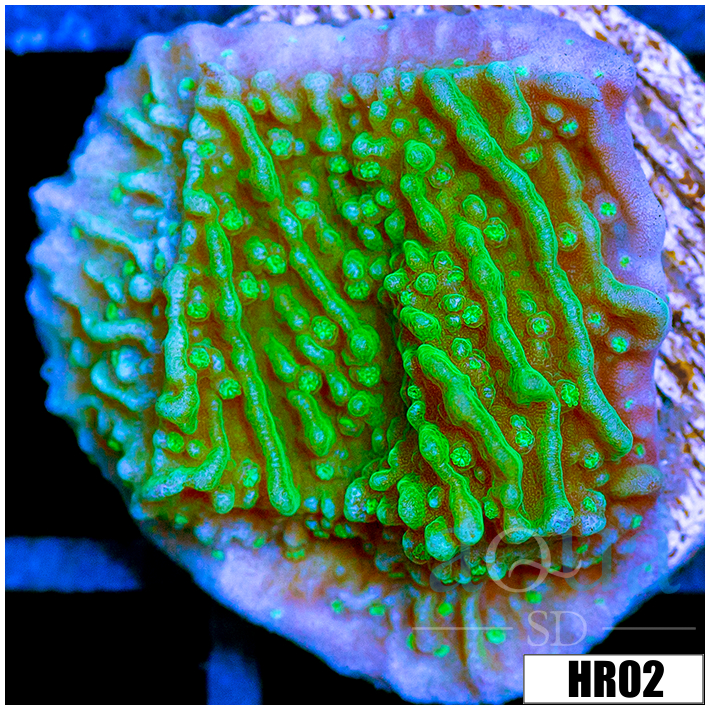 Nuclear Montipora
