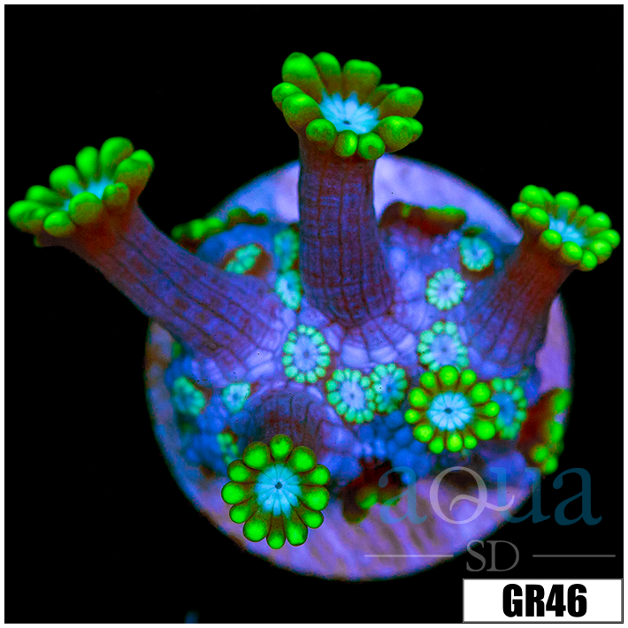 Green Petals Alveopora