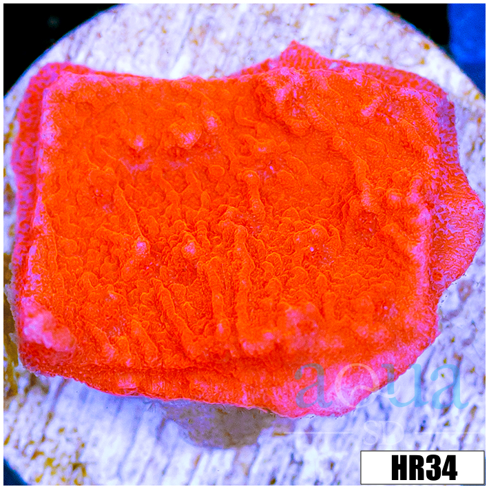 Orange Plating Monti