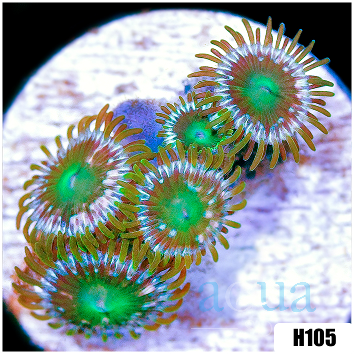ASD Portal Zoanthids