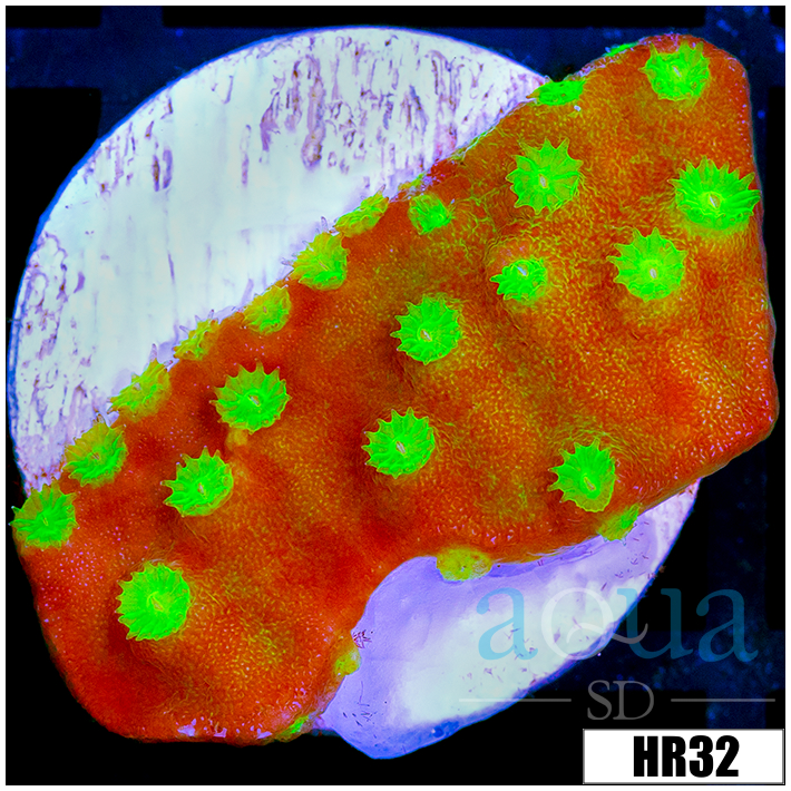Nuclear Scroll Coral