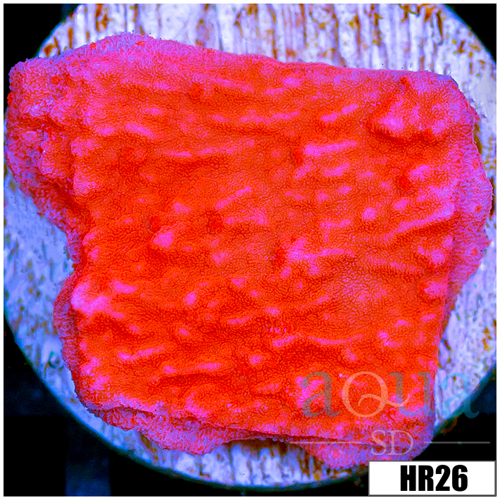 Orange Plating Monti