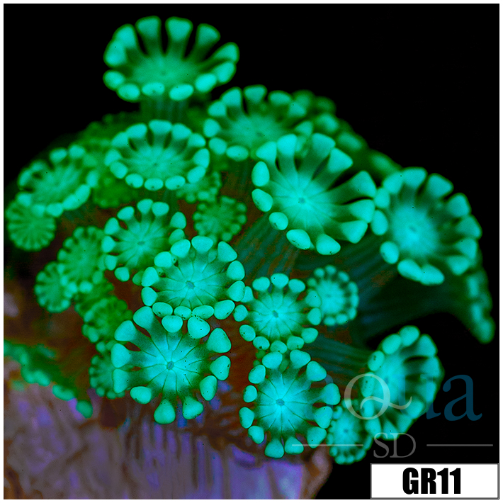 Green Petals Alveopora