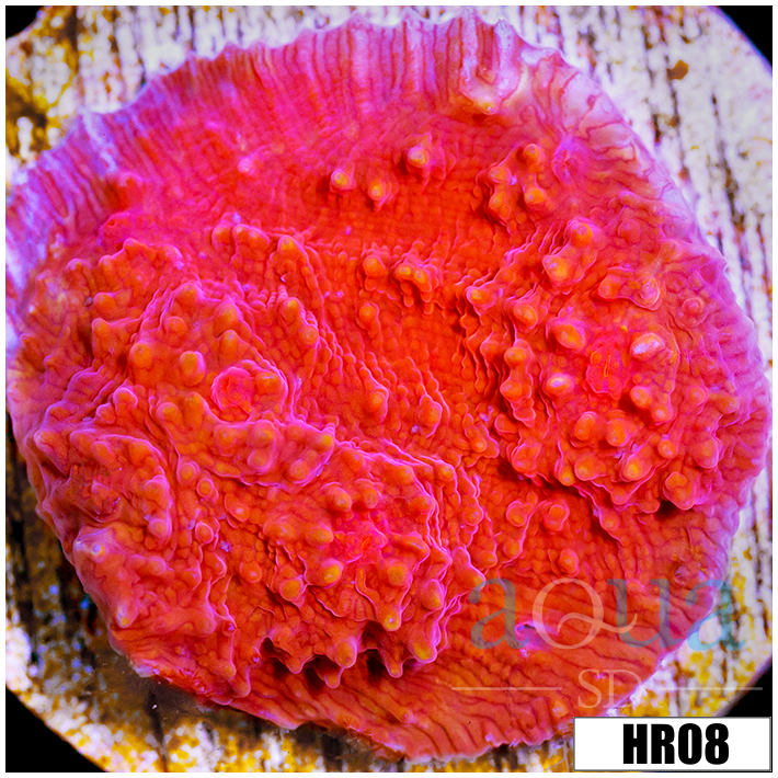Dragons Breath Chalice