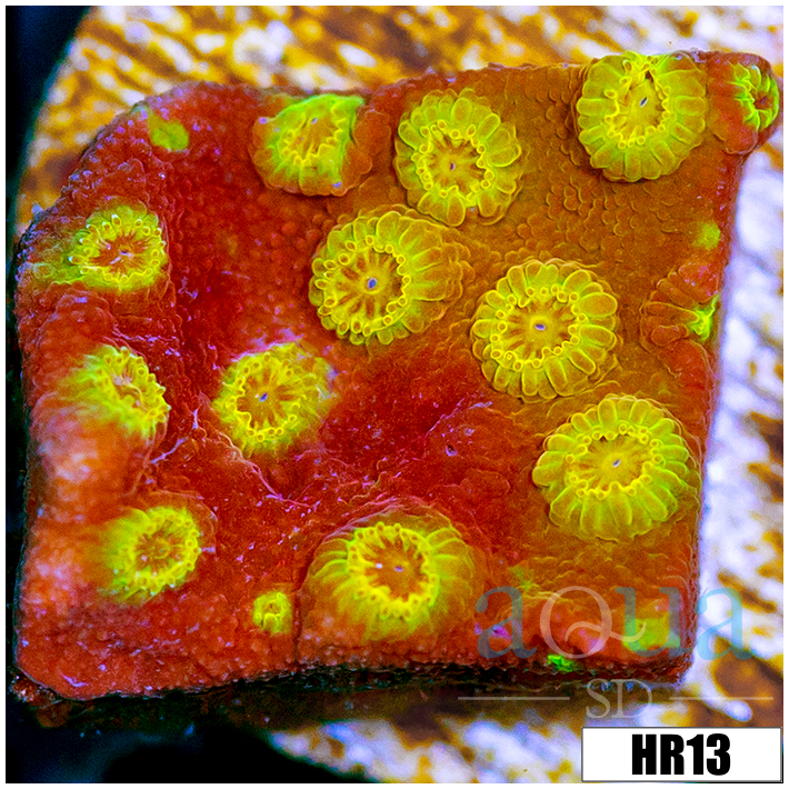 ASD Golden Cyphastrea