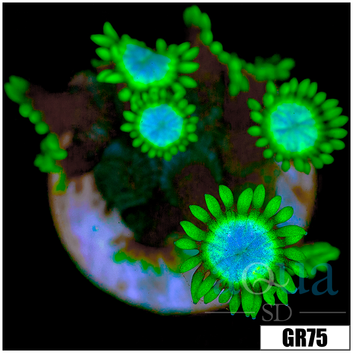 Neon Star Goniopora