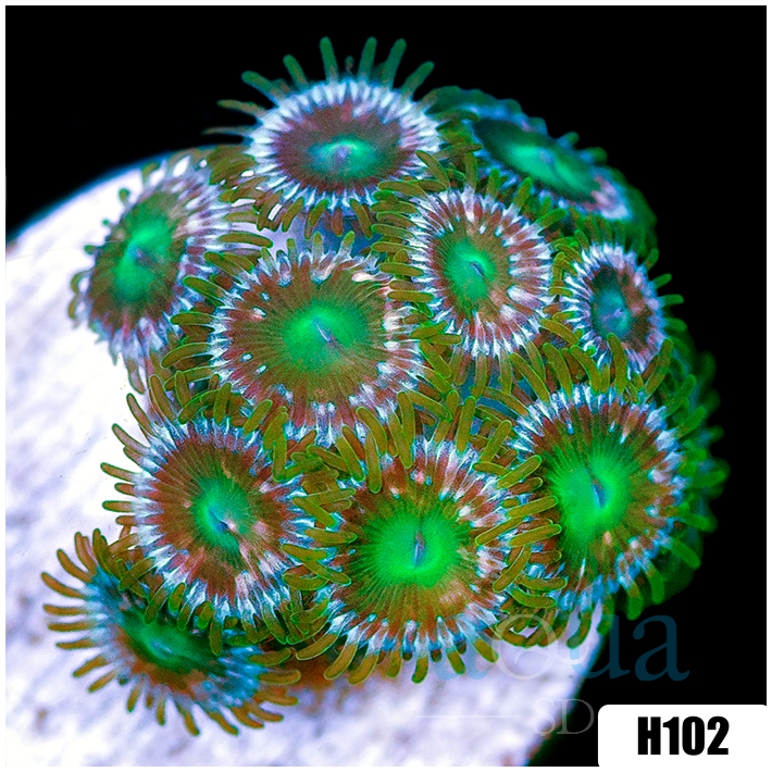 ASD Portal Zoanthids