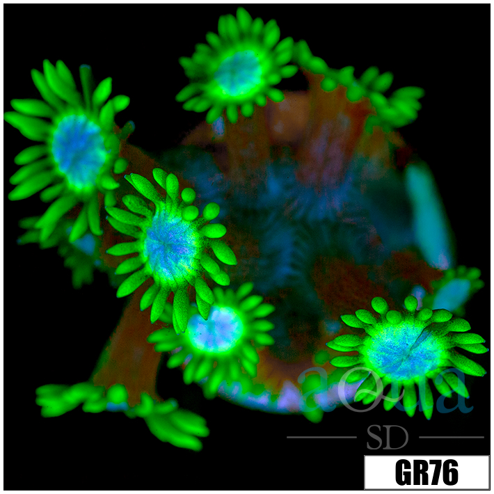 Neon Star Goniopora