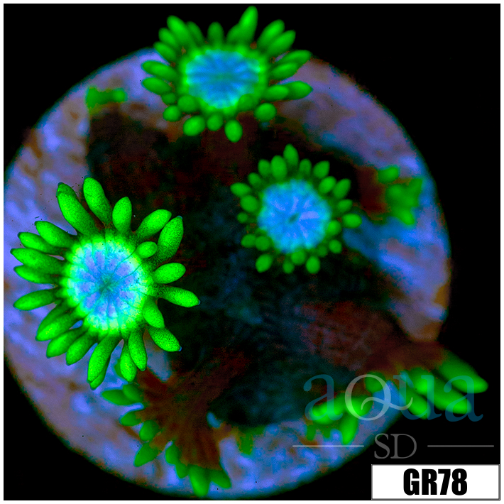 Neon Star Goniopora