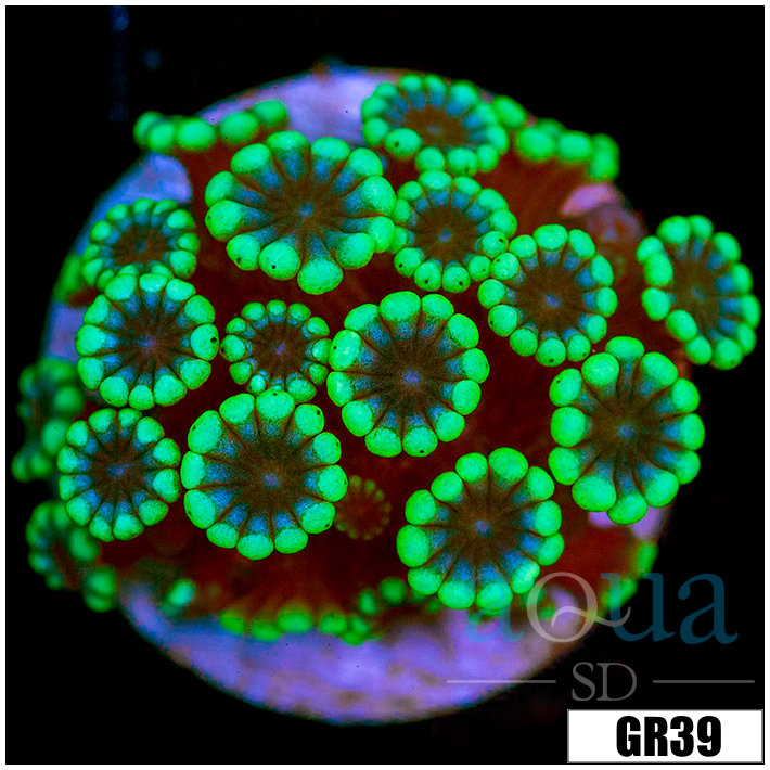 Green Petals Alveopora