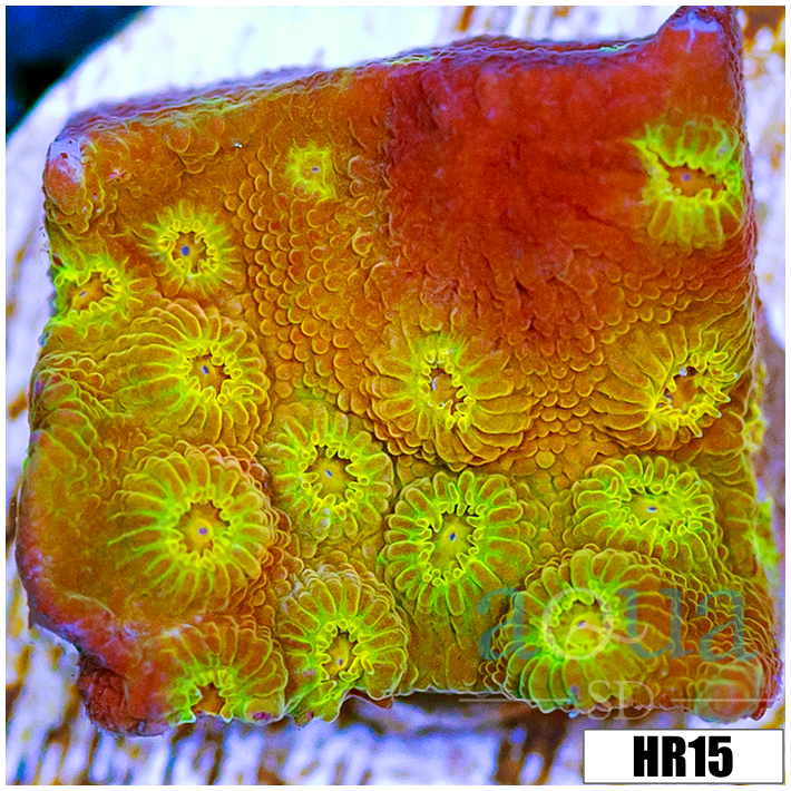 ASD Golden Cyphastrea