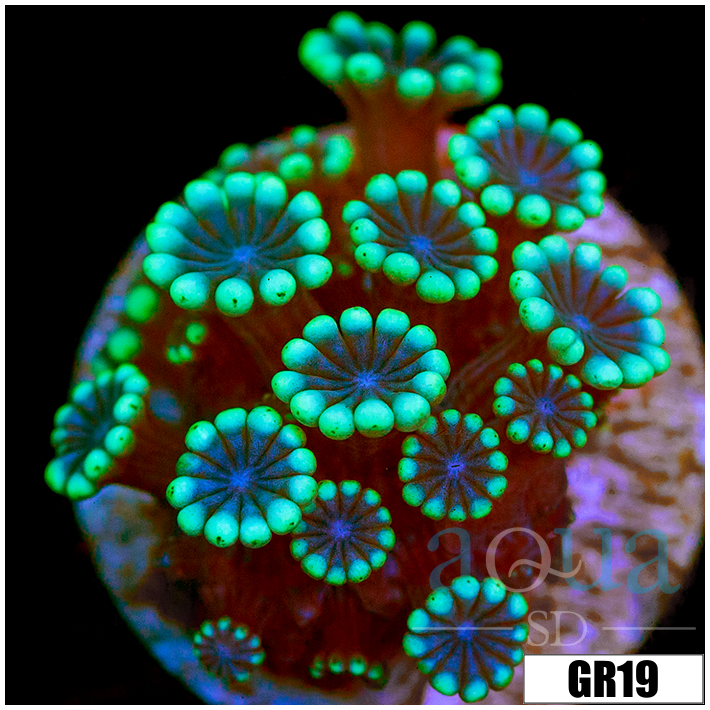 Green Petals Alveopora