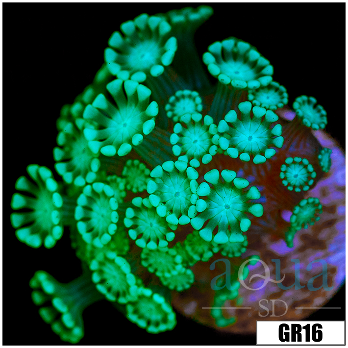 Green Petals Alveopora