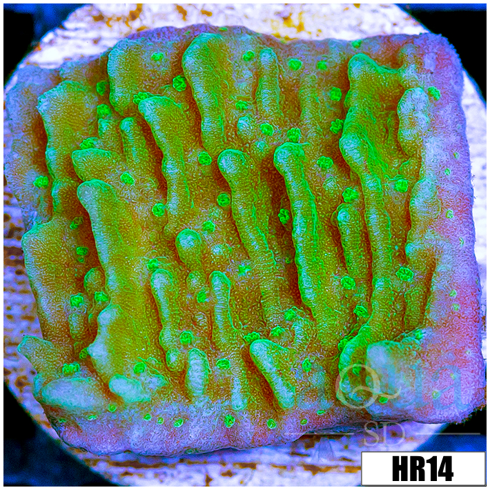 Nuclear Montipora