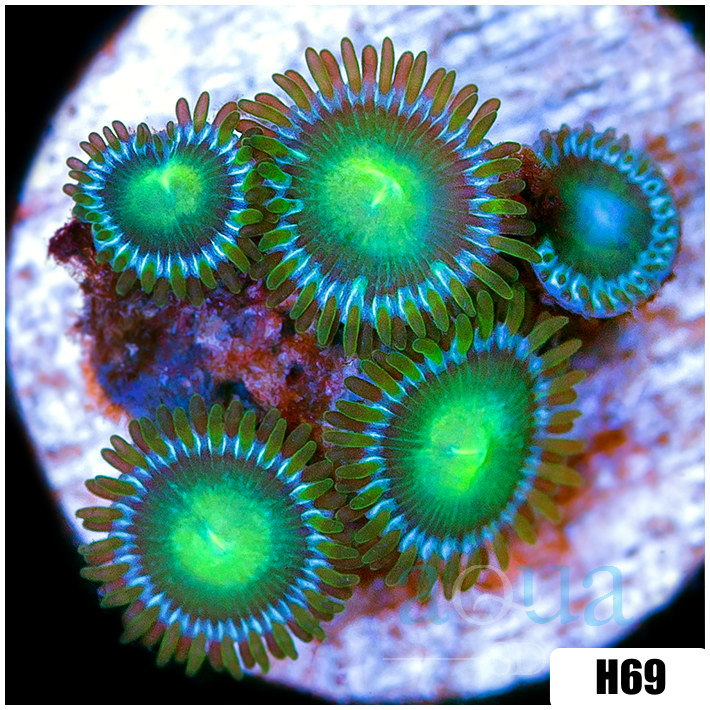 Dragon Eyes Zoanthids