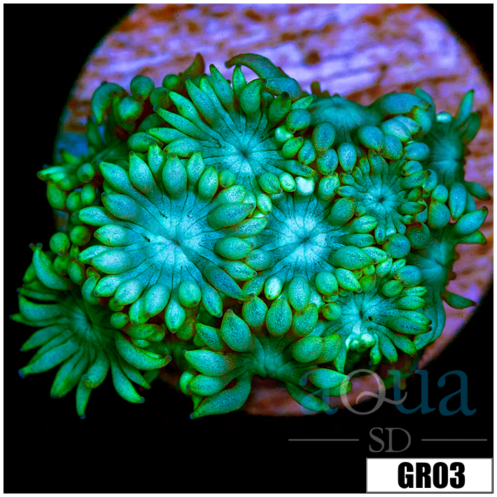 Green Petals Alveopora