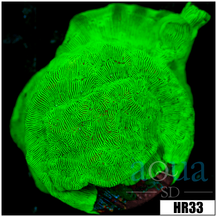 Encrusting Nuclear Leptoseris