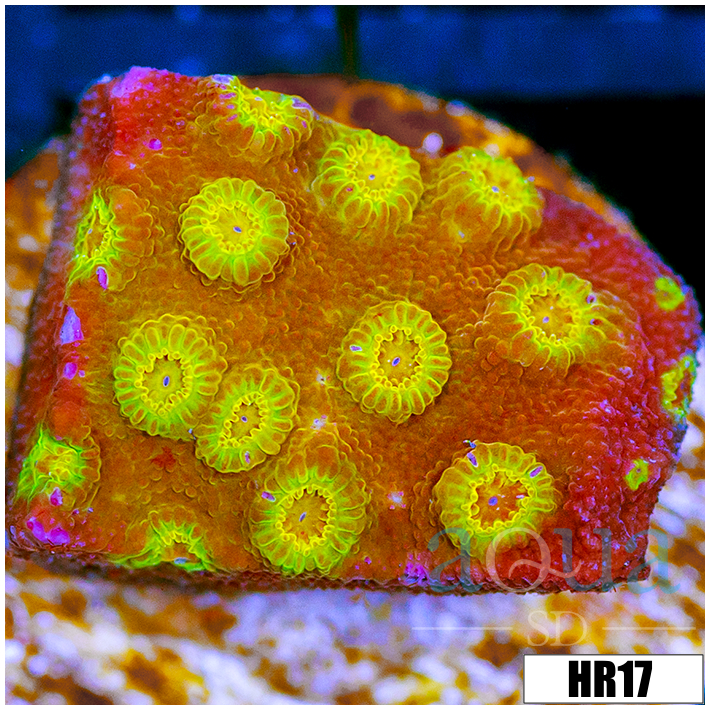 ASD Golden Cyphastrea