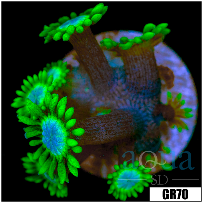 Neon Star Goniopora