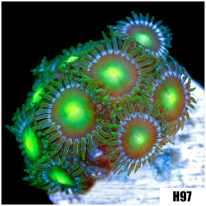 Dragon Eyes Zoanthids